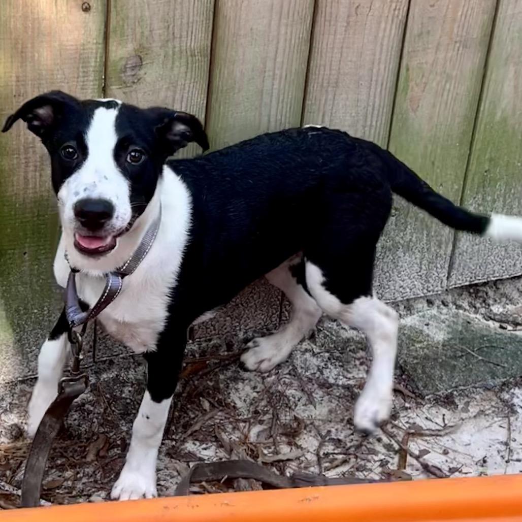 Enlarge Java @ Foster, a Adoptable Shepherd in Summerville, SC image 3/3