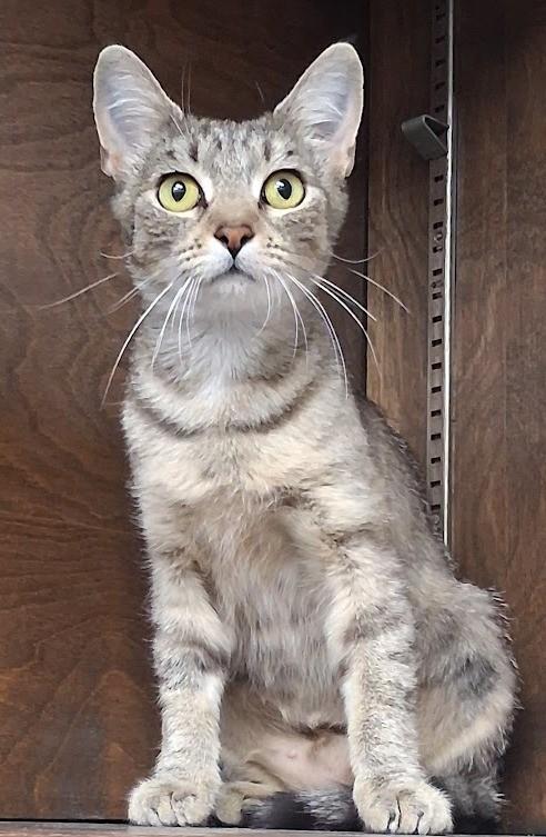 Scarlett, a ADOPTABLE Tabby in Mesquite, NV image 2/2