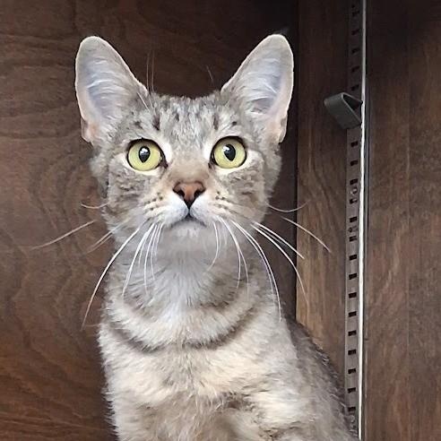 Enlarge Scarlett, a Adoptable Tabby in Mesquite, NV image 2/2