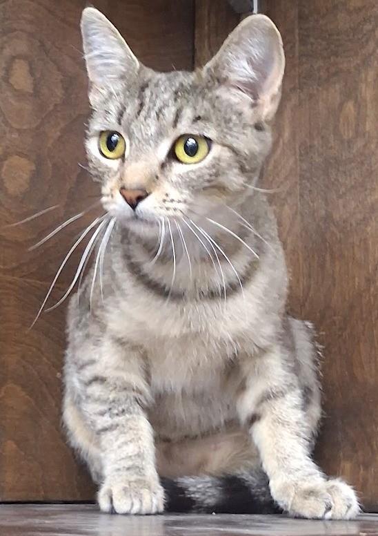 Scarlett, ADOPTABLE, Young Female Tabby.