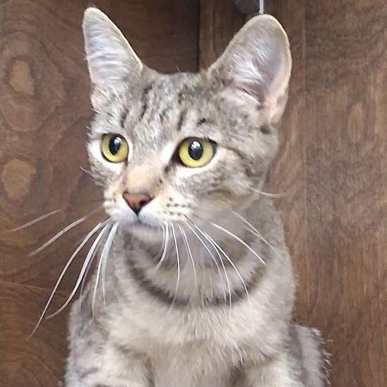 Enlarge Scarlett, a Adoptable Tabby in Mesquite, NV image 1/2
