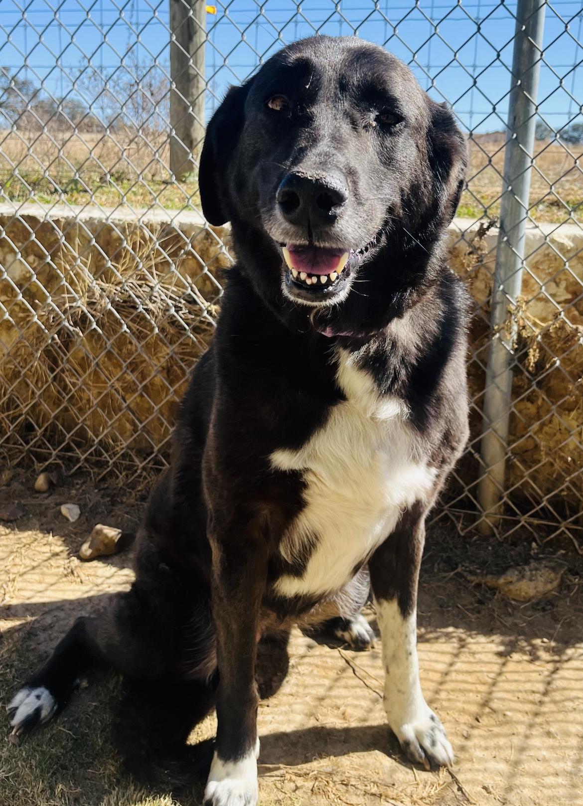 Anna, ADOPTABLE, Adult Female Anatolian Shepherd & Black Labrador Retriever.