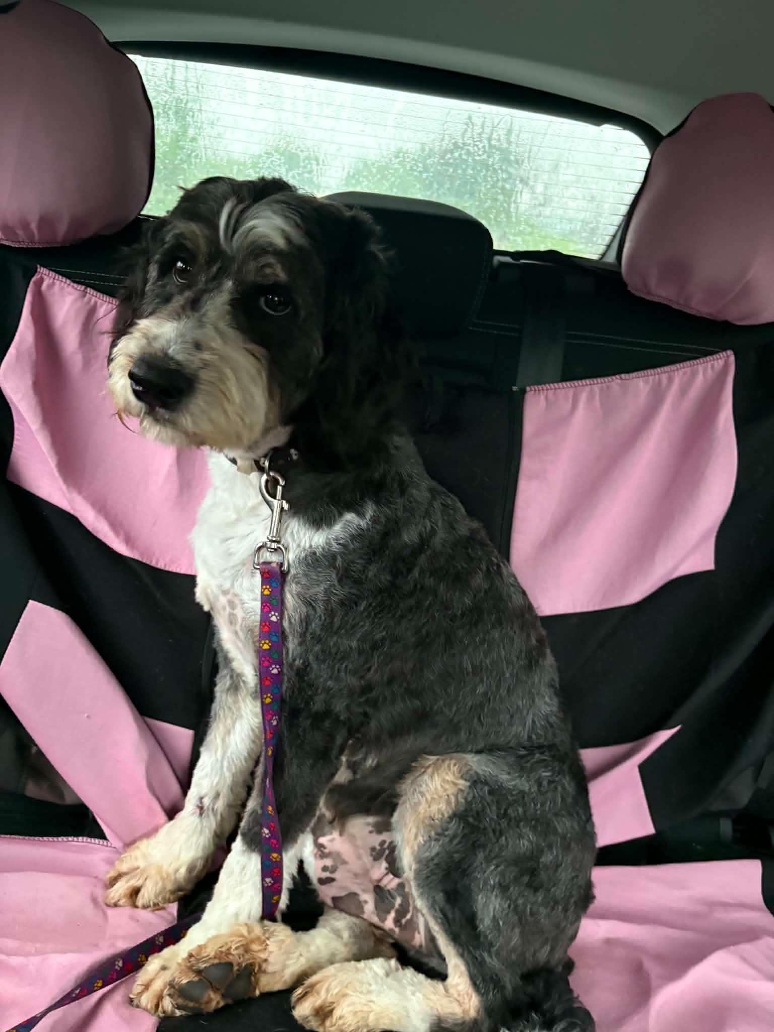 Lady, Adoptable, Adult Female Bernedoodle.