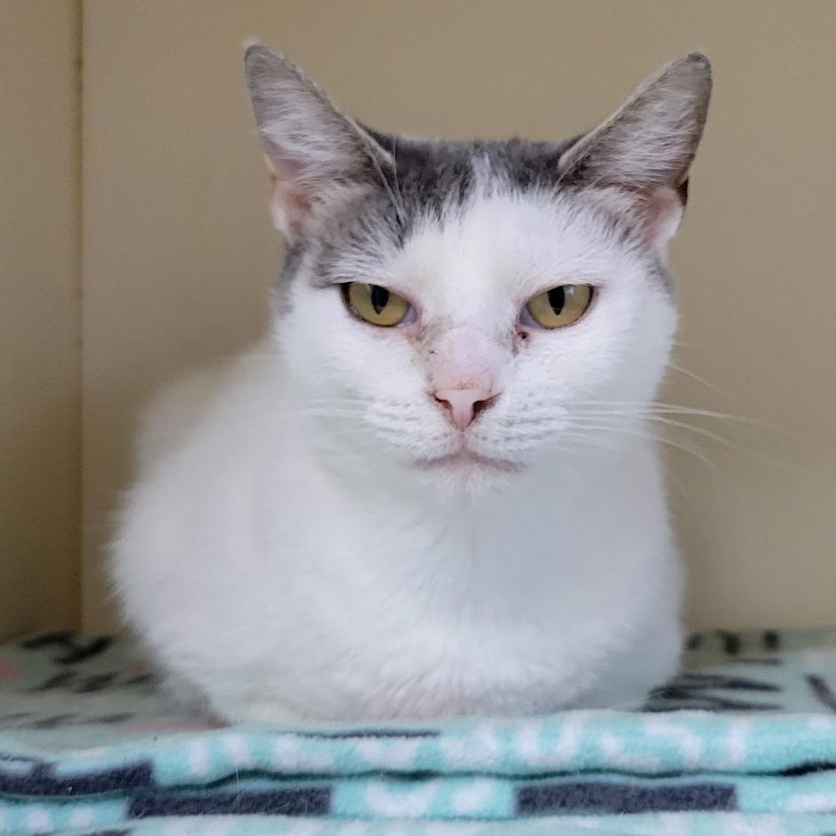 Sophie, Adoptable, Adult Female Domestic Short Hair.