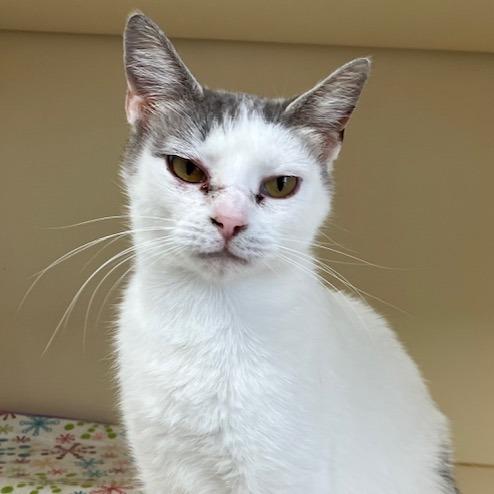 Sophie, a Adoptable Domestic Short Hair in La Grange, KY image 2/5