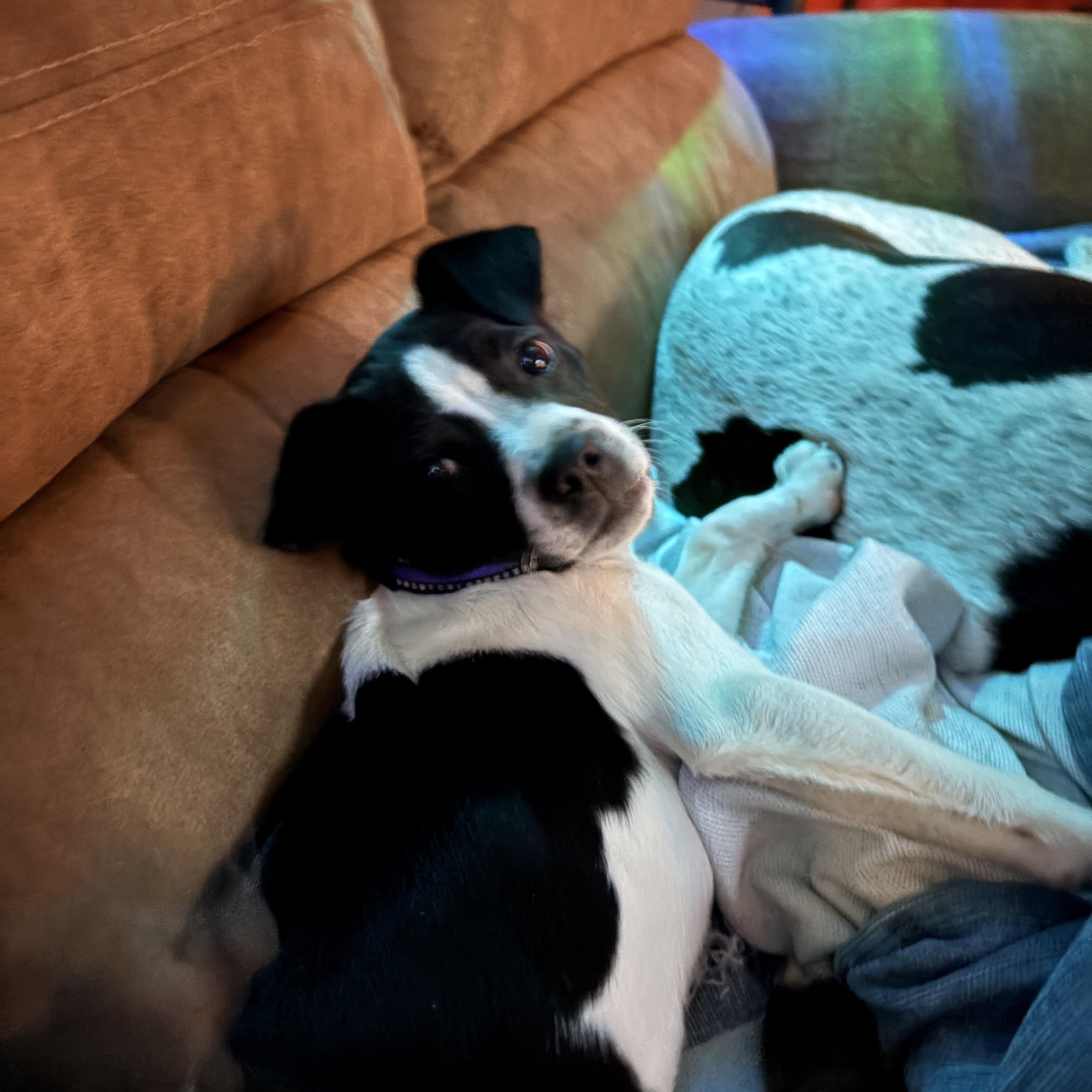 Enlarge Clover, a ADOPTABLE mixed breed in Brentwood, TN image 2/5