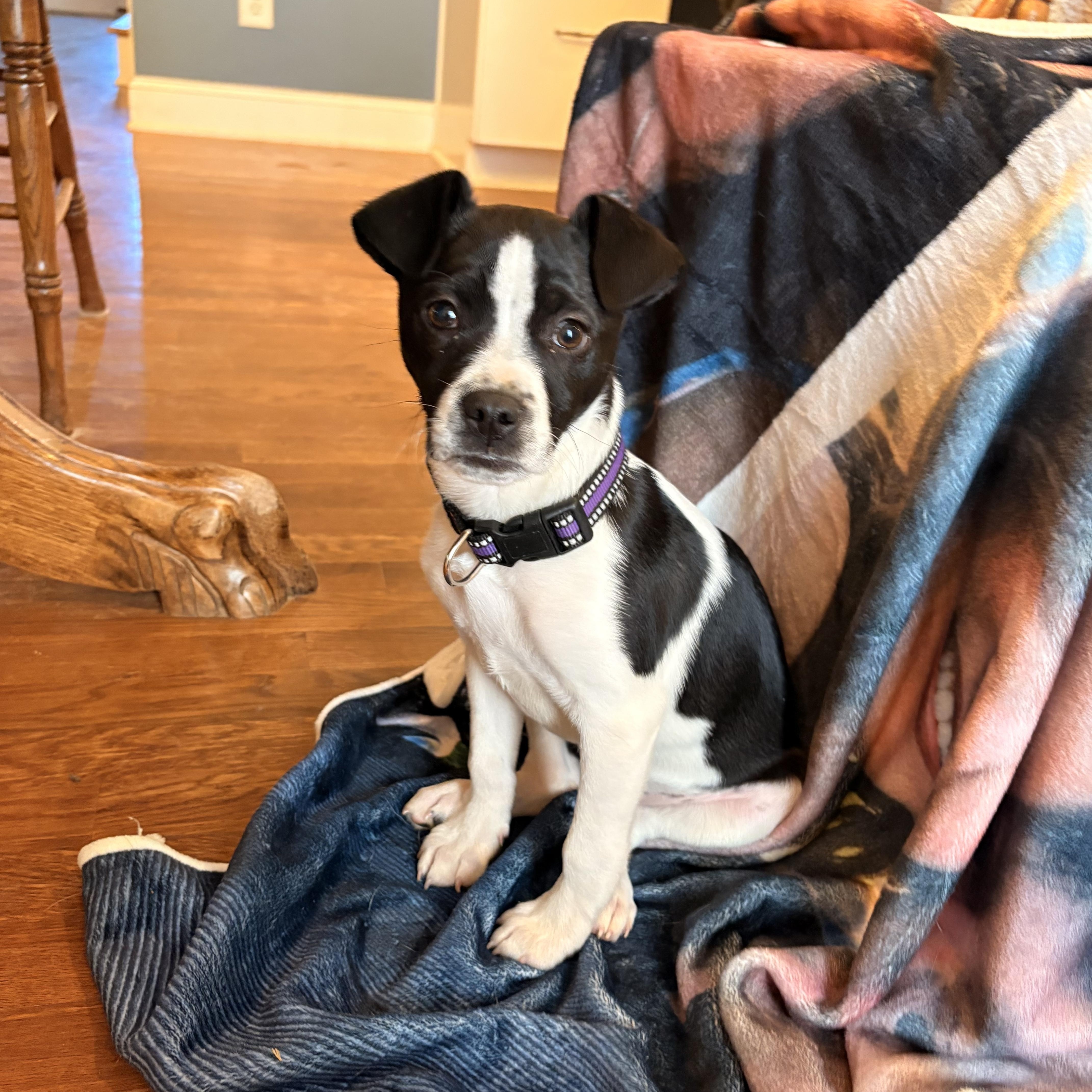 Clover, ADOPTABLE, Puppy Female Border Collie.