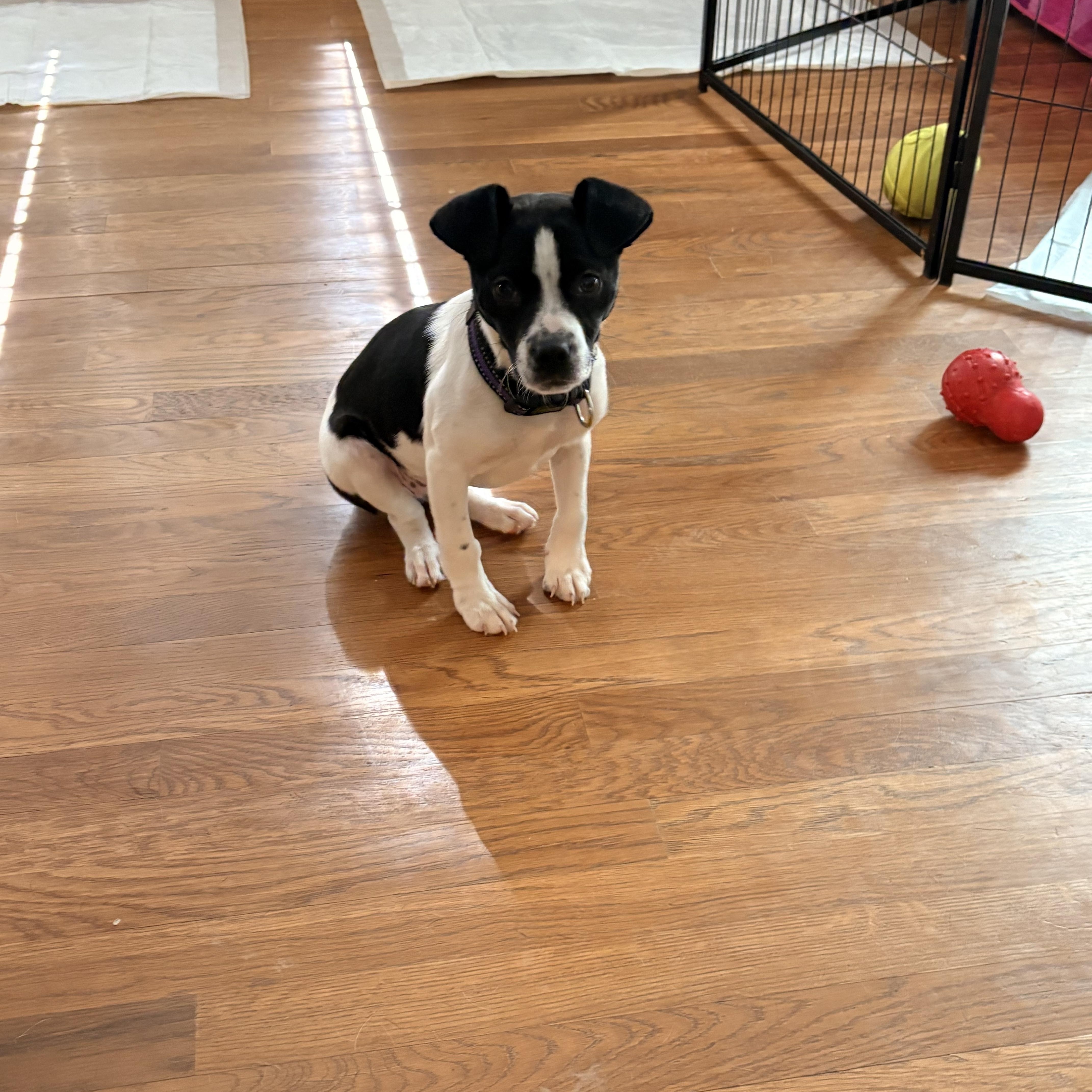 Enlarge Clover, a ADOPTABLE mixed breed in Brentwood, TN image 3/5