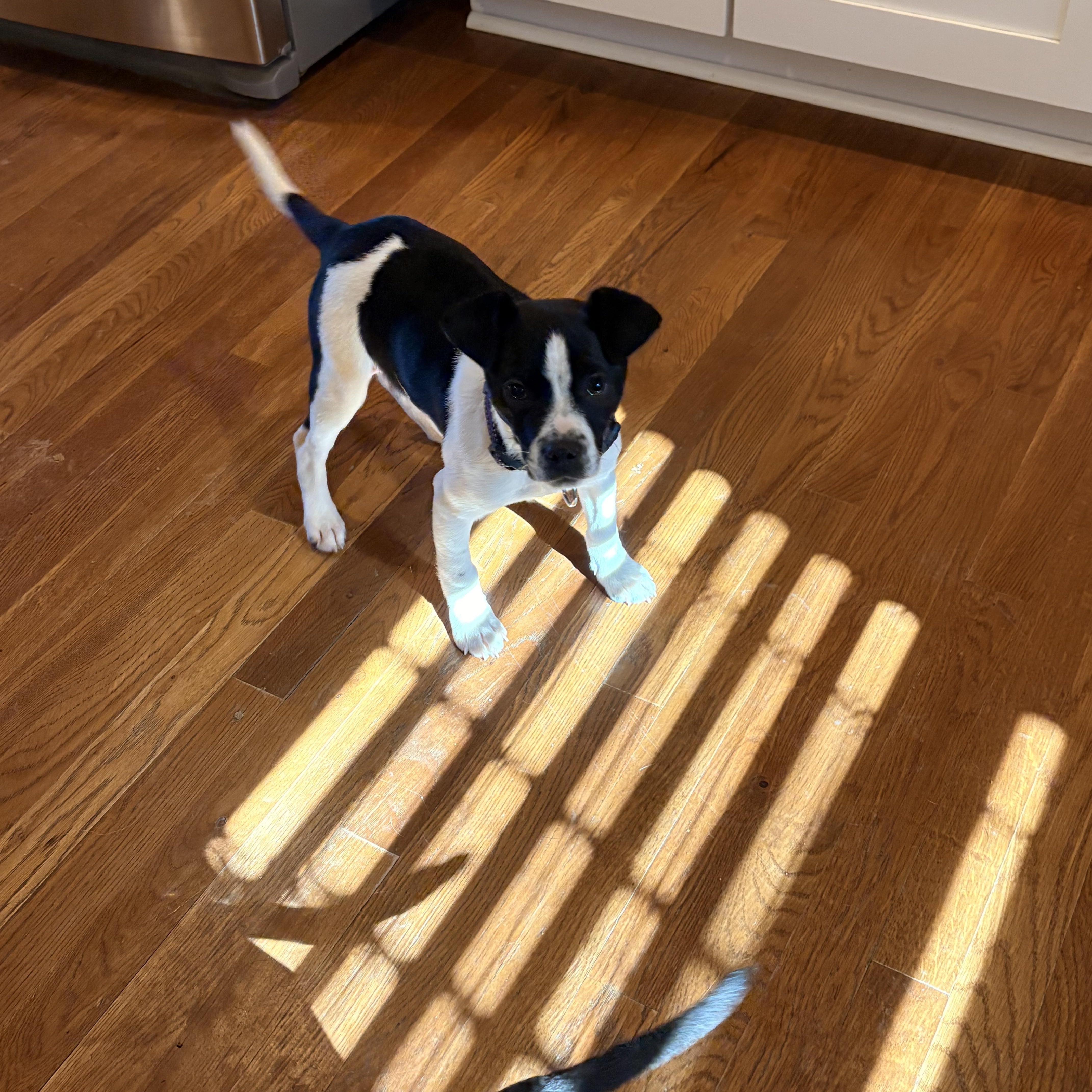 Enlarge Clover, a ADOPTABLE mixed breed in Brentwood, TN image 4/5