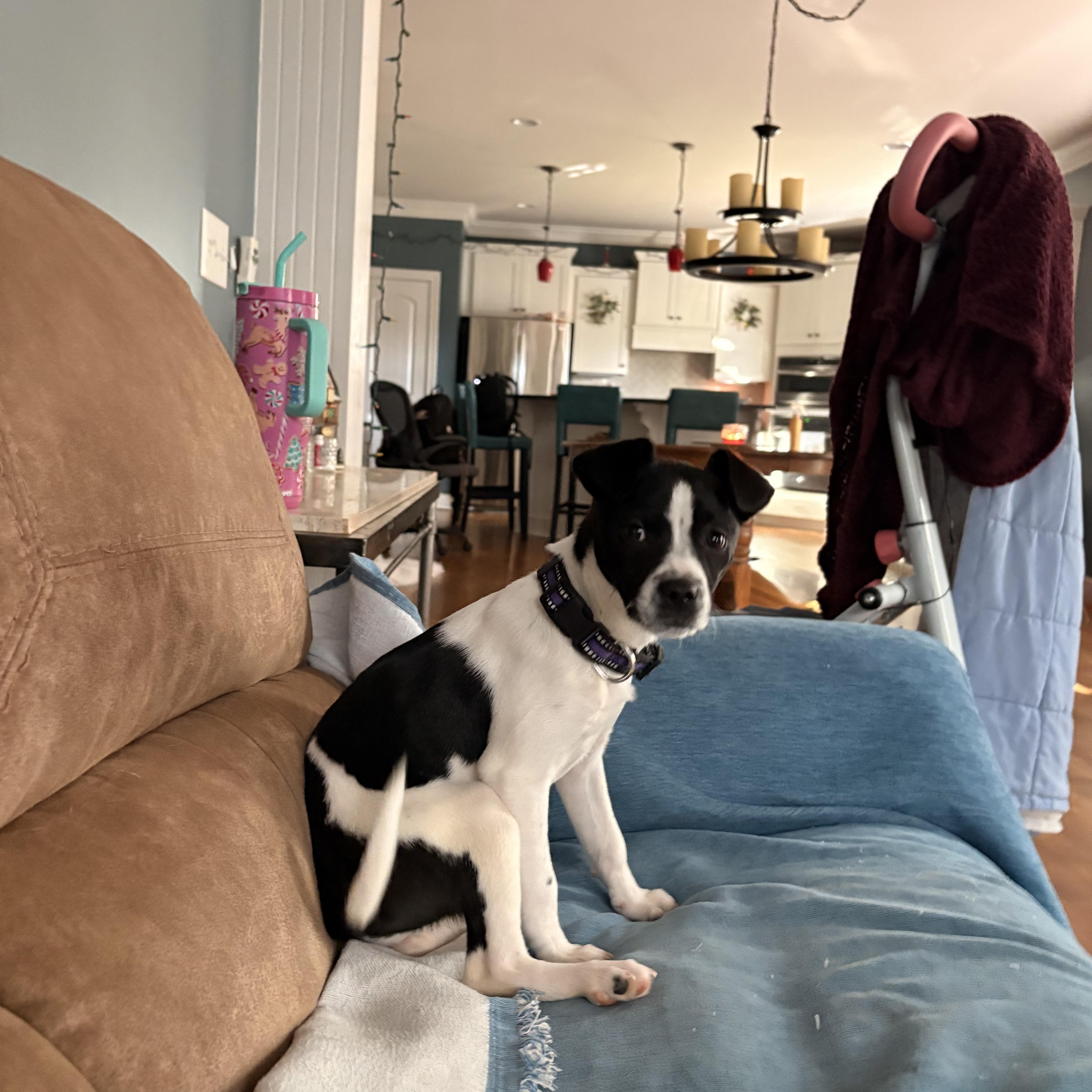 Enlarge Clover, a ADOPTABLE mixed breed in Brentwood, TN image 5/5