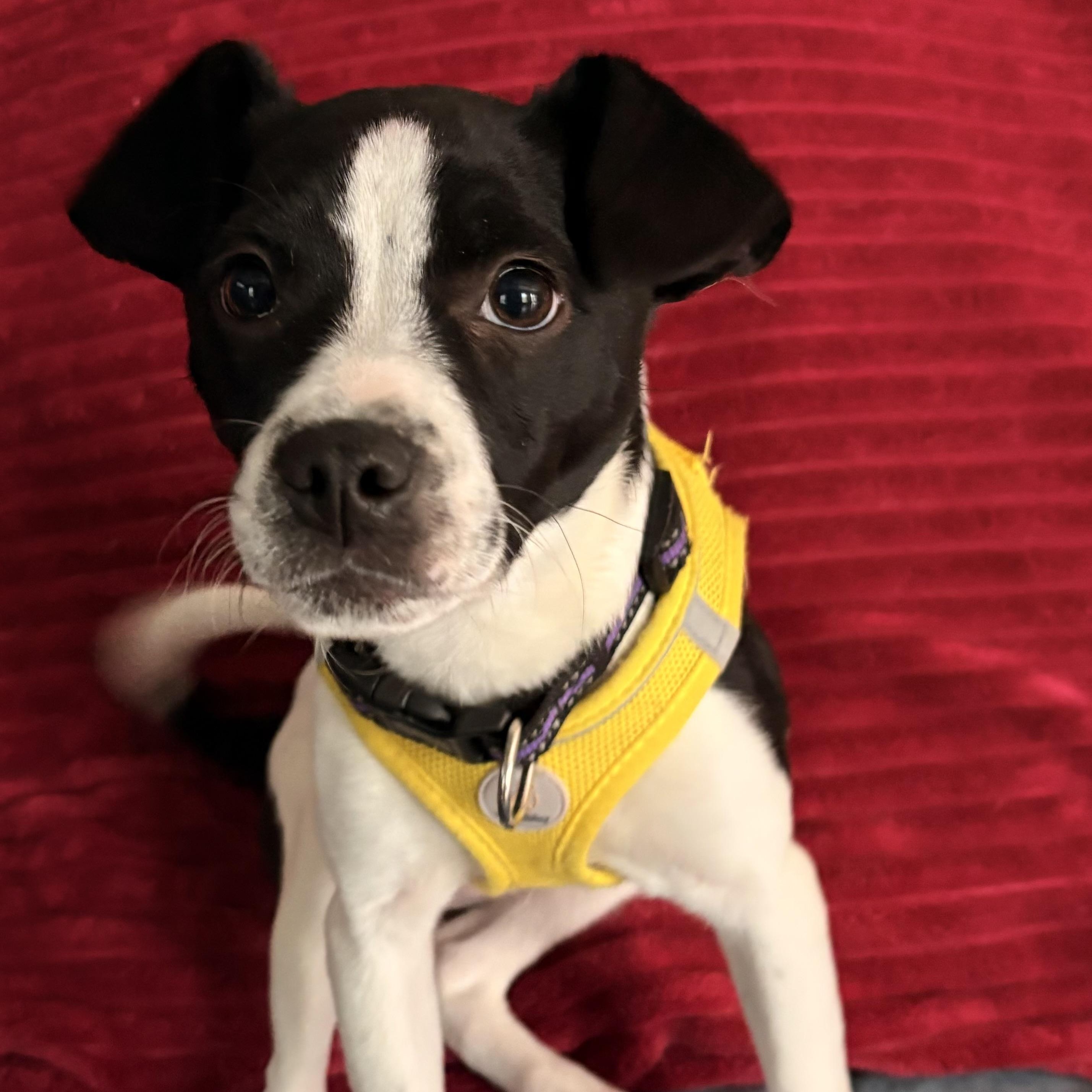 Clover, ADOPTABLE, Puppy Female Border Collie.