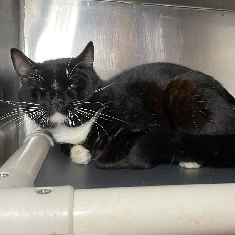 Joe, Adoptable, Adult Male Domestic Short Hair.