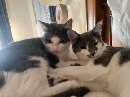 Valerie, Adoptable, Kitten Female Domestic Short Hair & Domestic Short Hair.