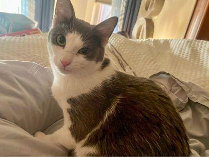 Valerie, Adoptable, Kitten Female Domestic Short Hair & Domestic Short Hair.