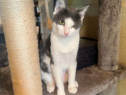 Enlarge Valerie, a Adoptable mixed breed in San Antonio, TX image 3/3