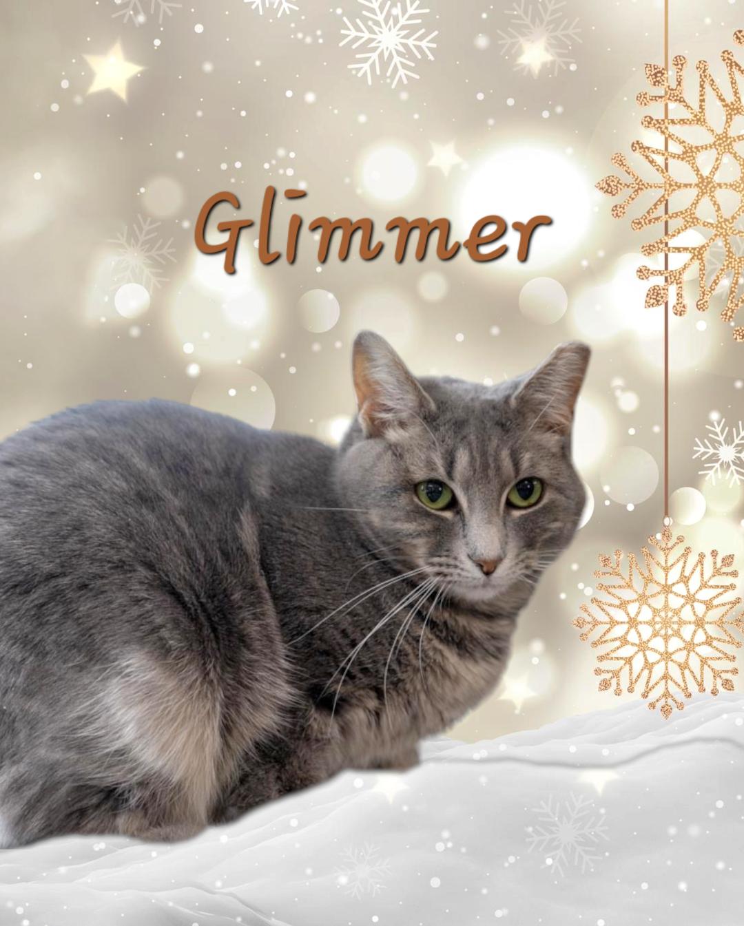 Enlarge Glimmer, a Adoptable Domestic Short Hair in Lapeer, MI image 1/5