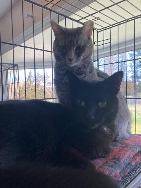 Enlarge Glimmer, a Adoptable Domestic Short Hair in Lapeer, MI image 4/5