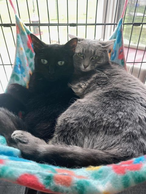 Enlarge Glimmer, a Adoptable Domestic Short Hair in Lapeer, MI image 2/5