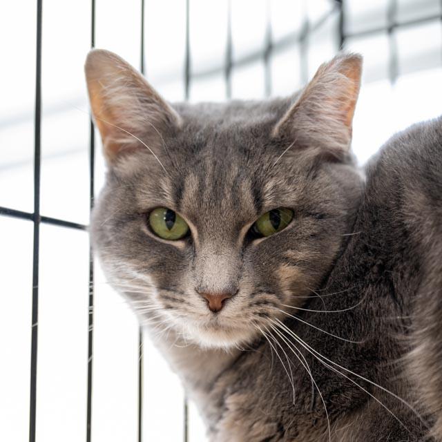 Enlarge Glimmer, a Adoptable Domestic Short Hair in Lapeer, MI image 3/5