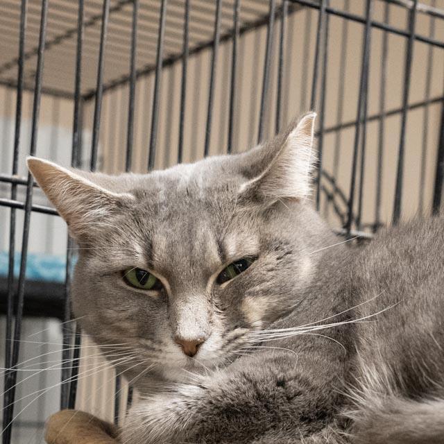 Enlarge Glimmer, a Adoptable Domestic Short Hair in Lapeer, MI image 5/5