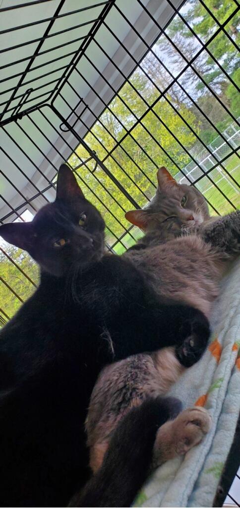 Enlarge Glimmer, a Adoptable Domestic Short Hair in Lapeer, MI image 1/5