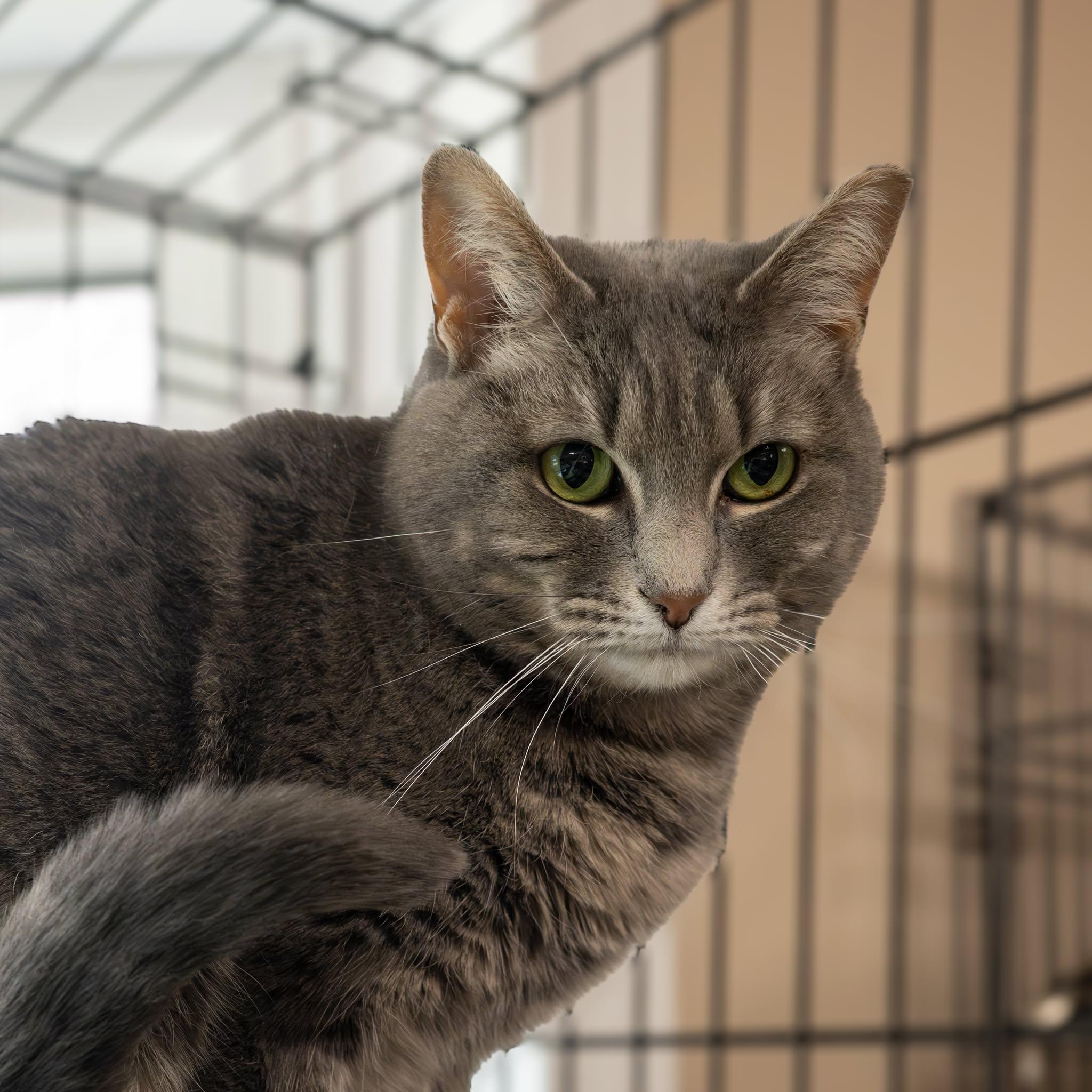 Enlarge Glimmer, a Adoptable Domestic Short Hair in Lapeer, MI image 4/4