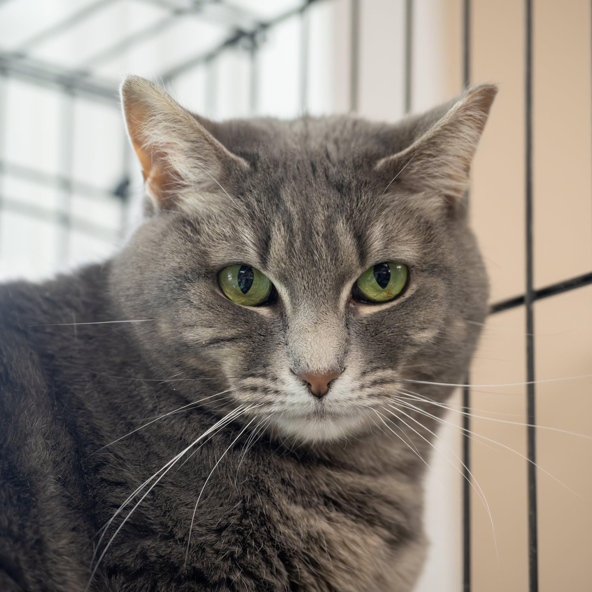 Glimmer, Adoptable, Adult Female Domestic Short Hair.