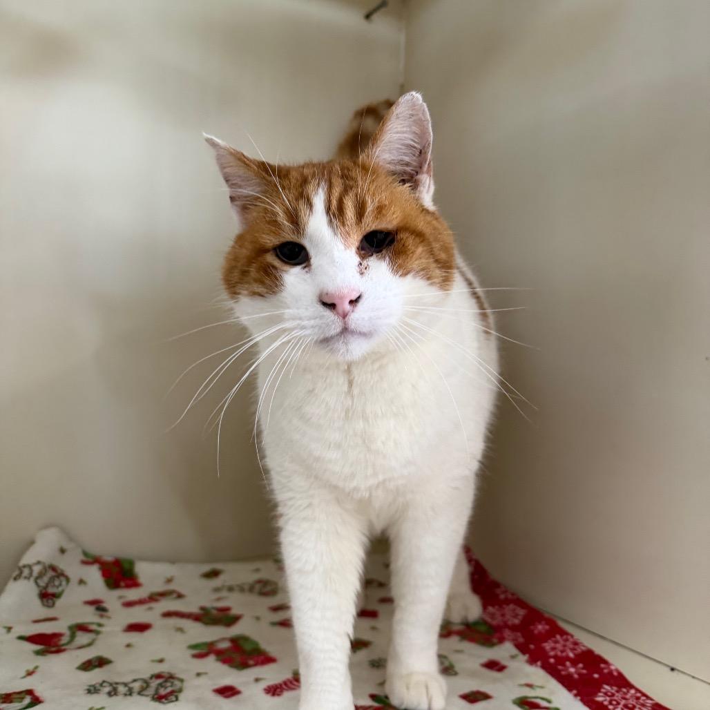 Enlarge Valentine Cupcake, a Adoptable Domestic Short Hair in Spanish Fork, UT image 1/1