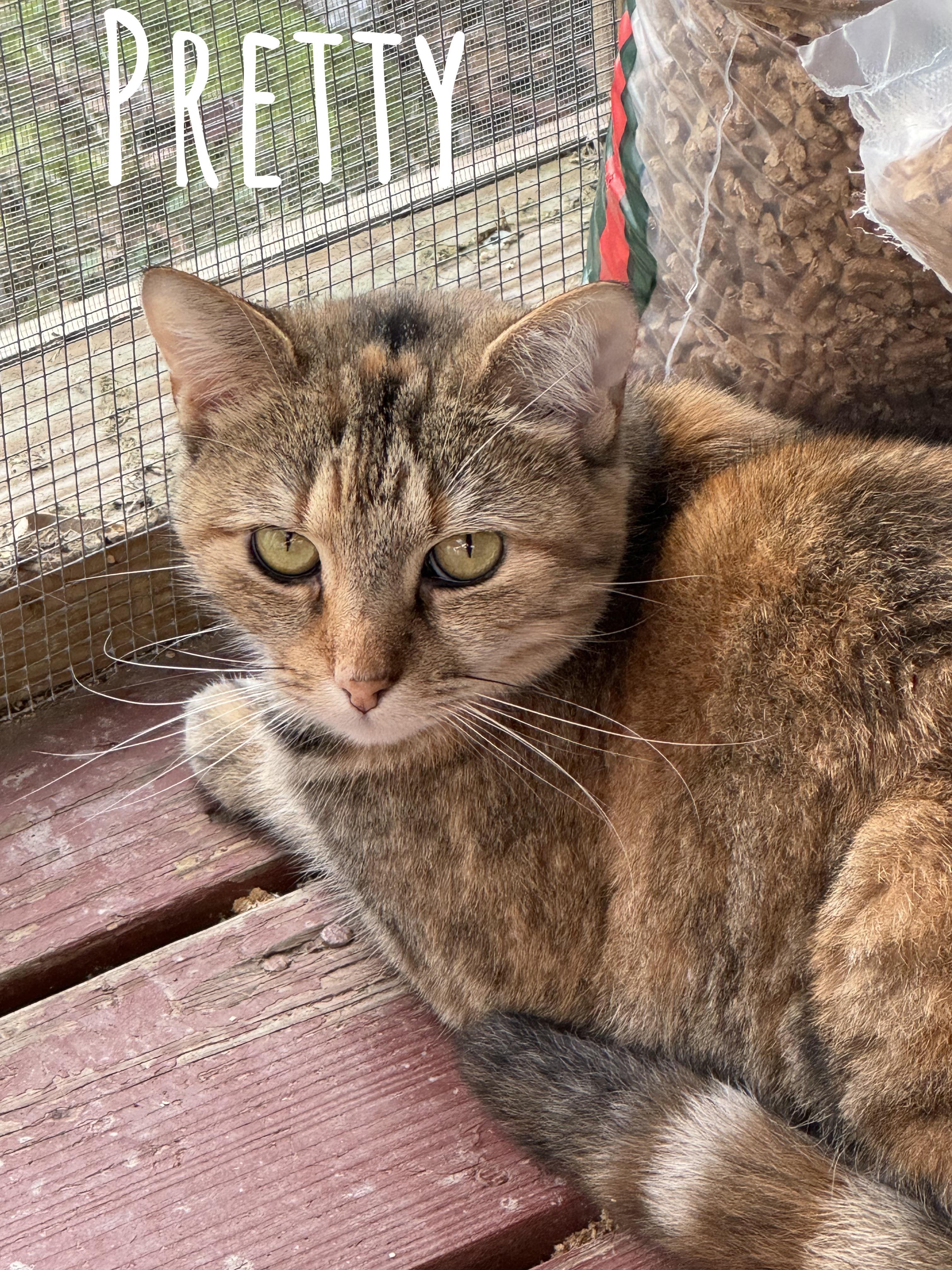 Pretty, a Adoptable American Shorthair in Dyersburg, TN image 2/2