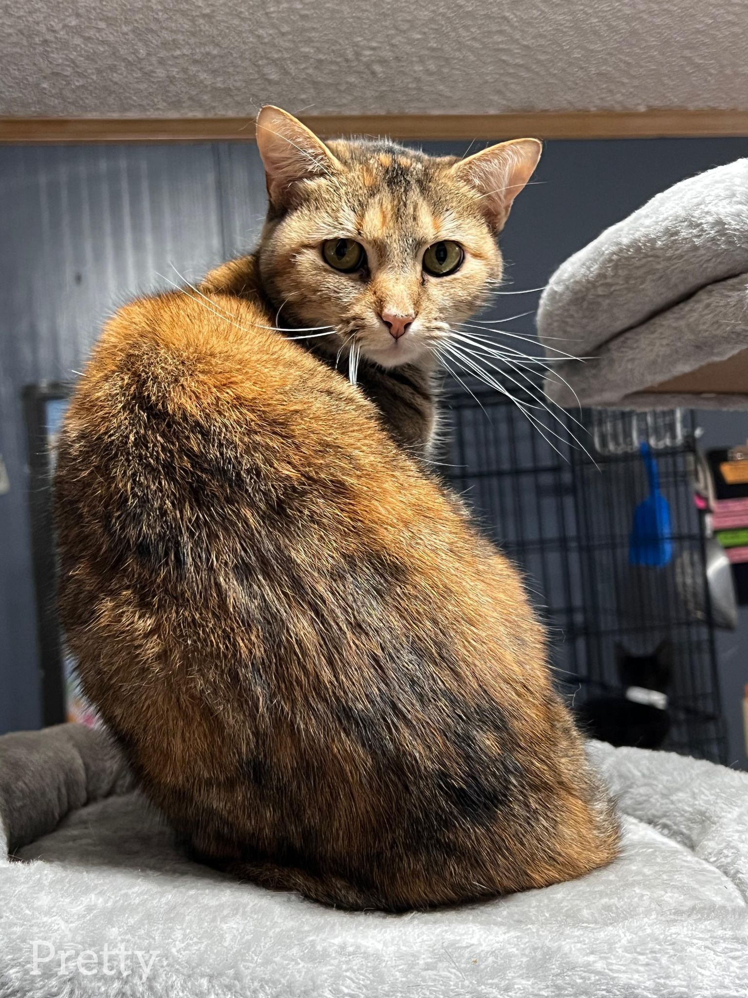 Pretty, Adoptable, Adult Female American Shorthair.