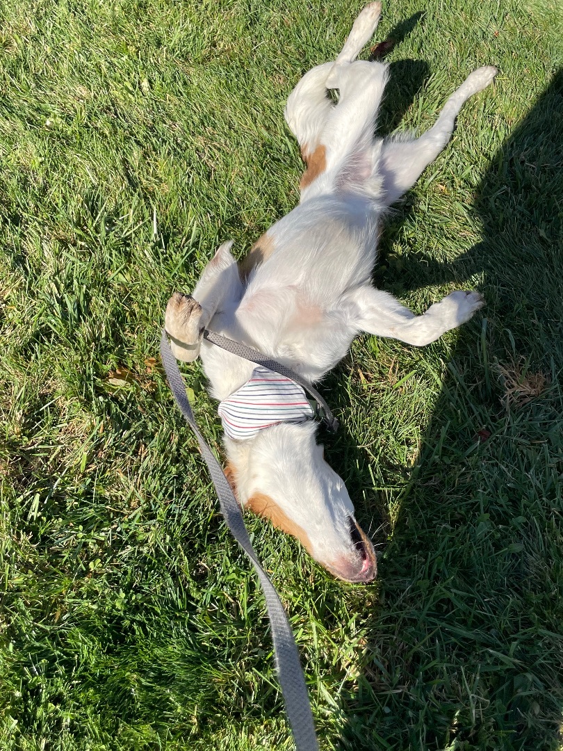 Finn, adoptable, Adult Male Pointer.