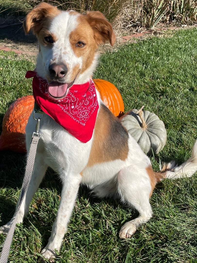 Finn, an adoptable Pointer in Lacon, IL image 2/6