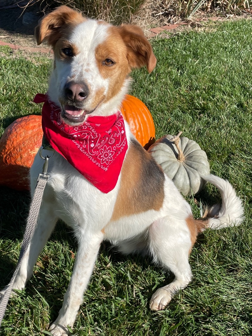 Finn, an adoptable Pointer in Lacon, IL image 3/6