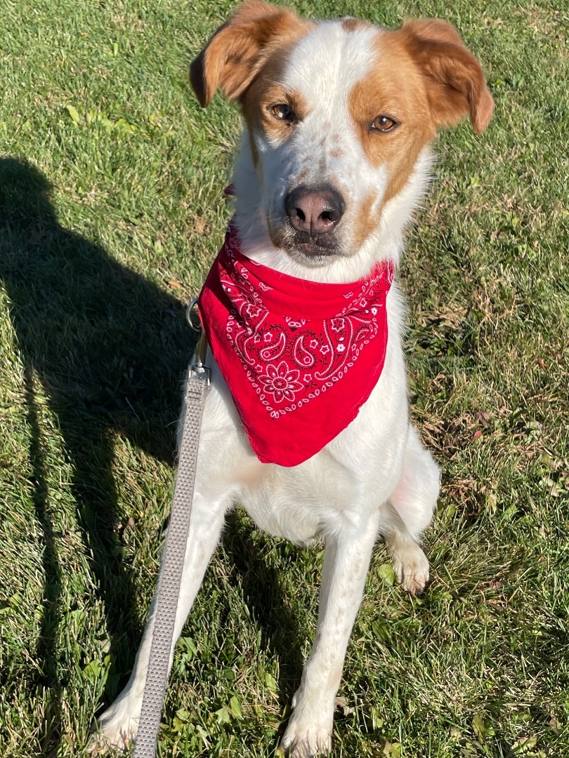 Finn, an adoptable Pointer in Lacon, IL image 4/6