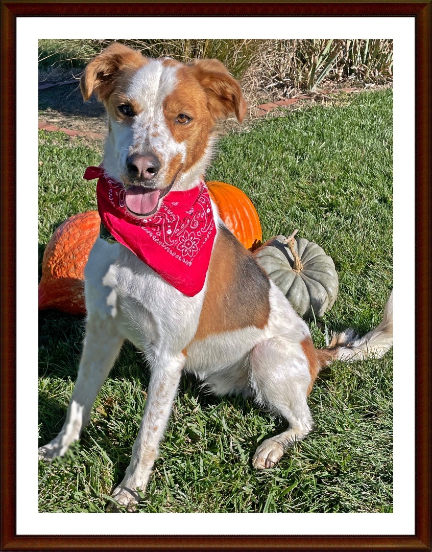 Finn, an adoptable Pointer in Lacon, IL image 5/6