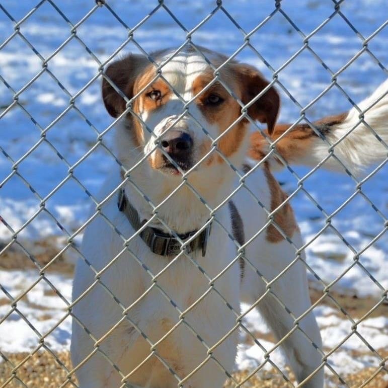 Finn, an adoptable Pointer in Lacon, IL image 6/6