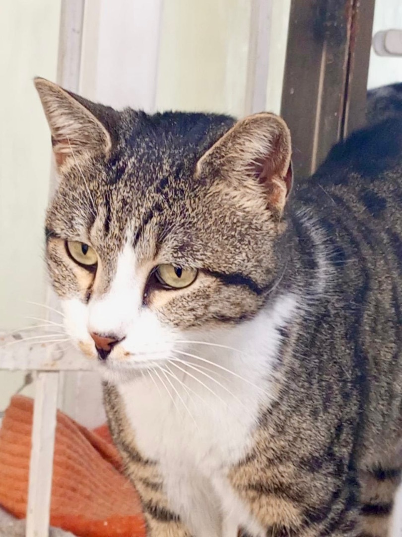 Luna, the Most Loving Girl , Adoptable, Young Female Domestic Short Hair.