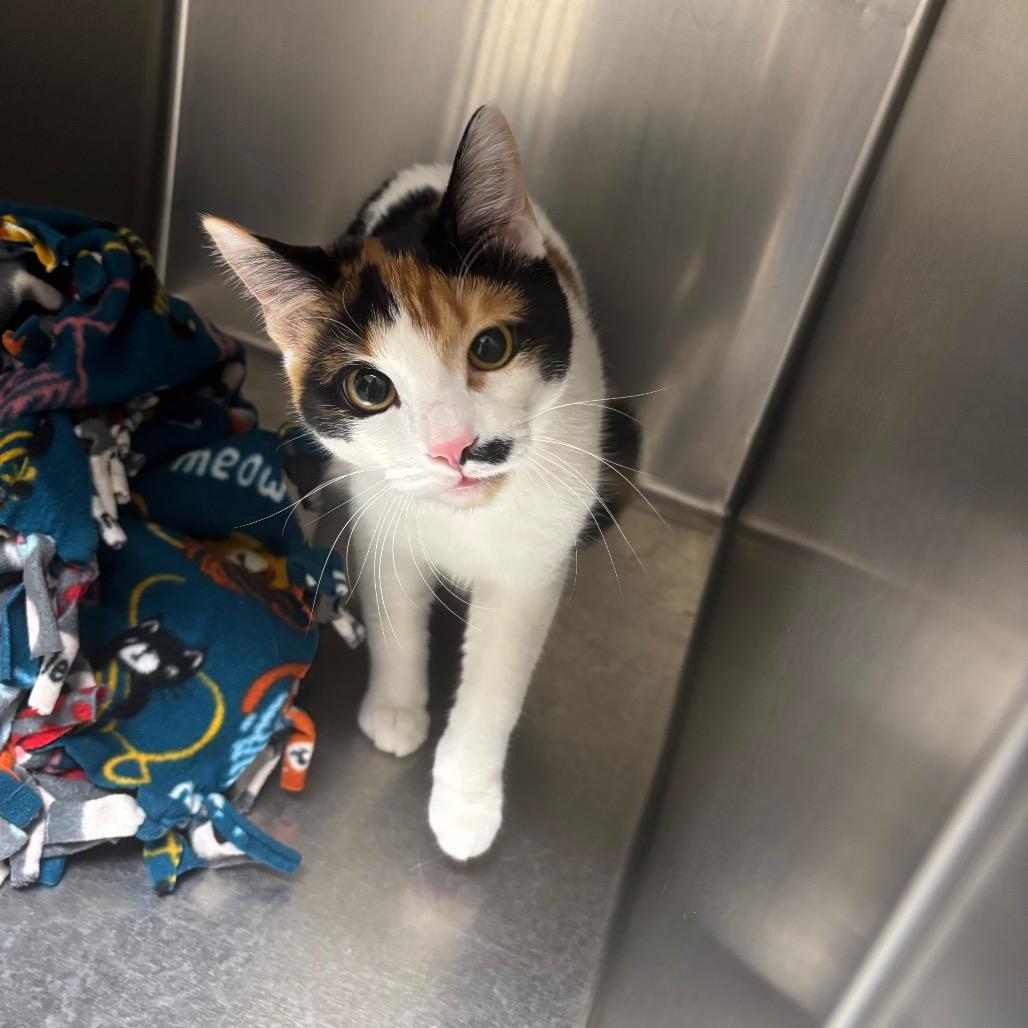 Kitty Kat, Adoptable, Adult Female Domestic Short Hair.