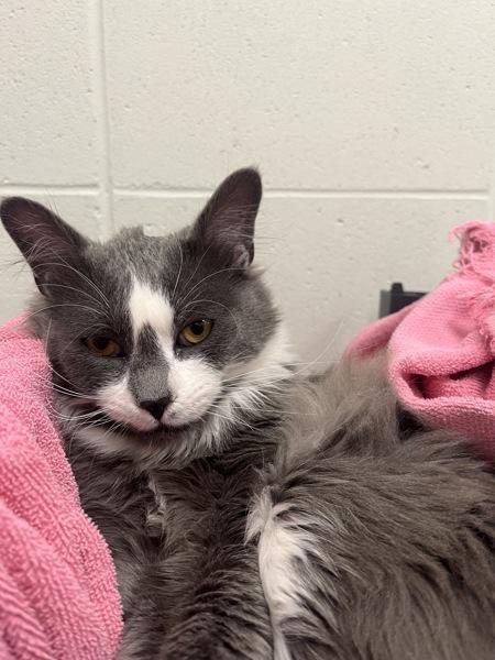 Enlarge Michael, a Adoptable mixed breed in Quesnel, BC image 2/2