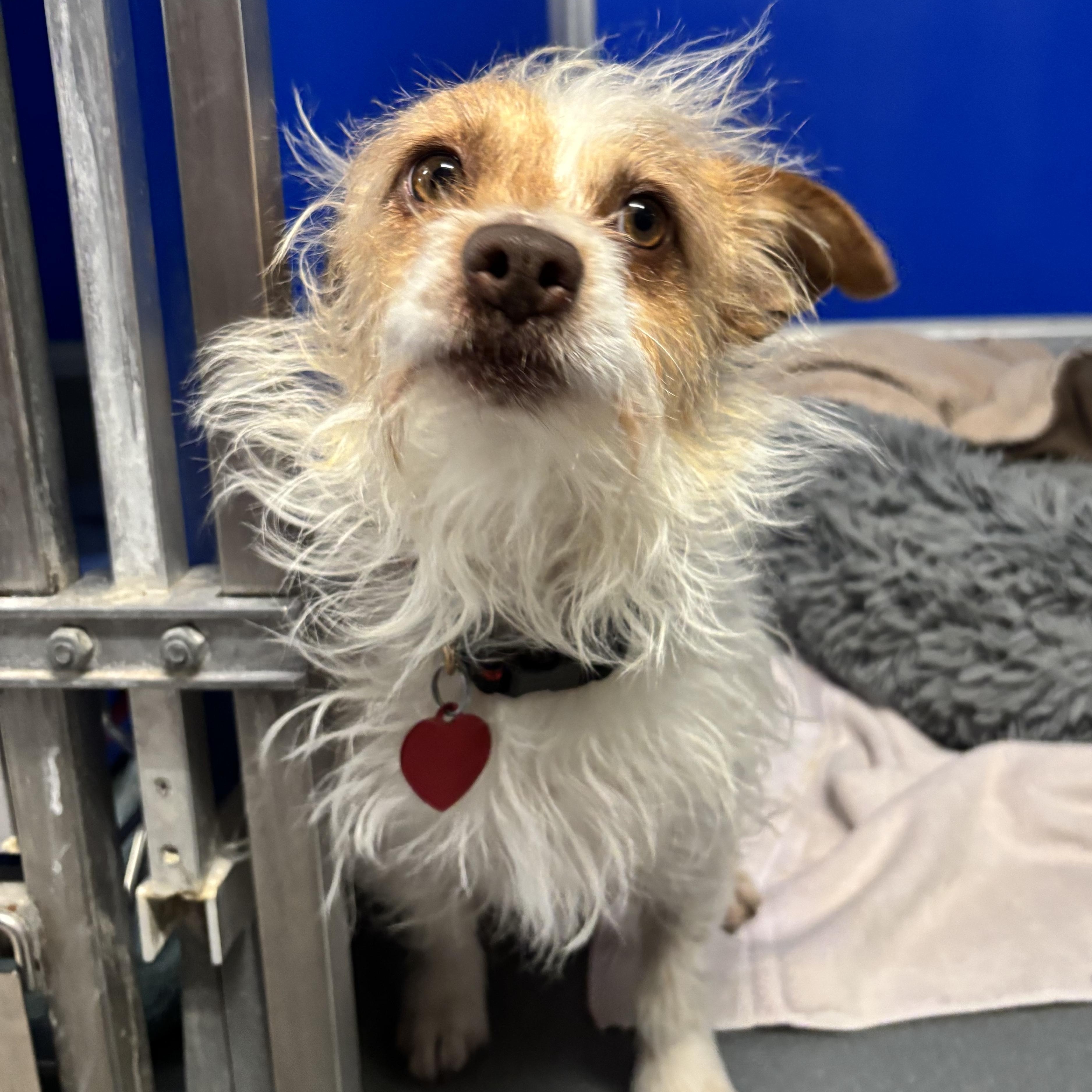 Enlarge Vogue, a ADOPTABLE mixed breed in Phoenix, AZ image 3/5