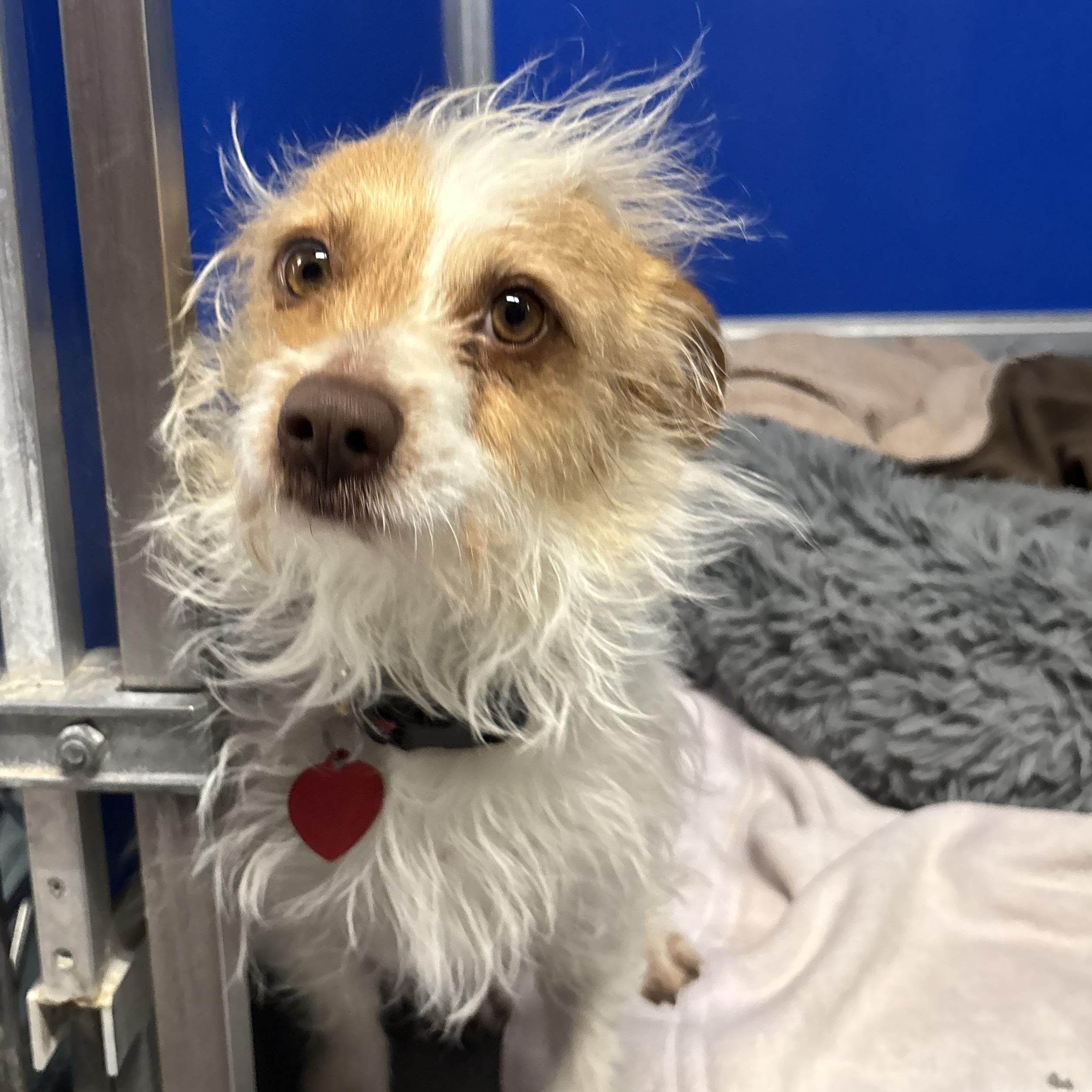 Enlarge Vogue, a ADOPTABLE mixed breed in Phoenix, AZ image 4/5