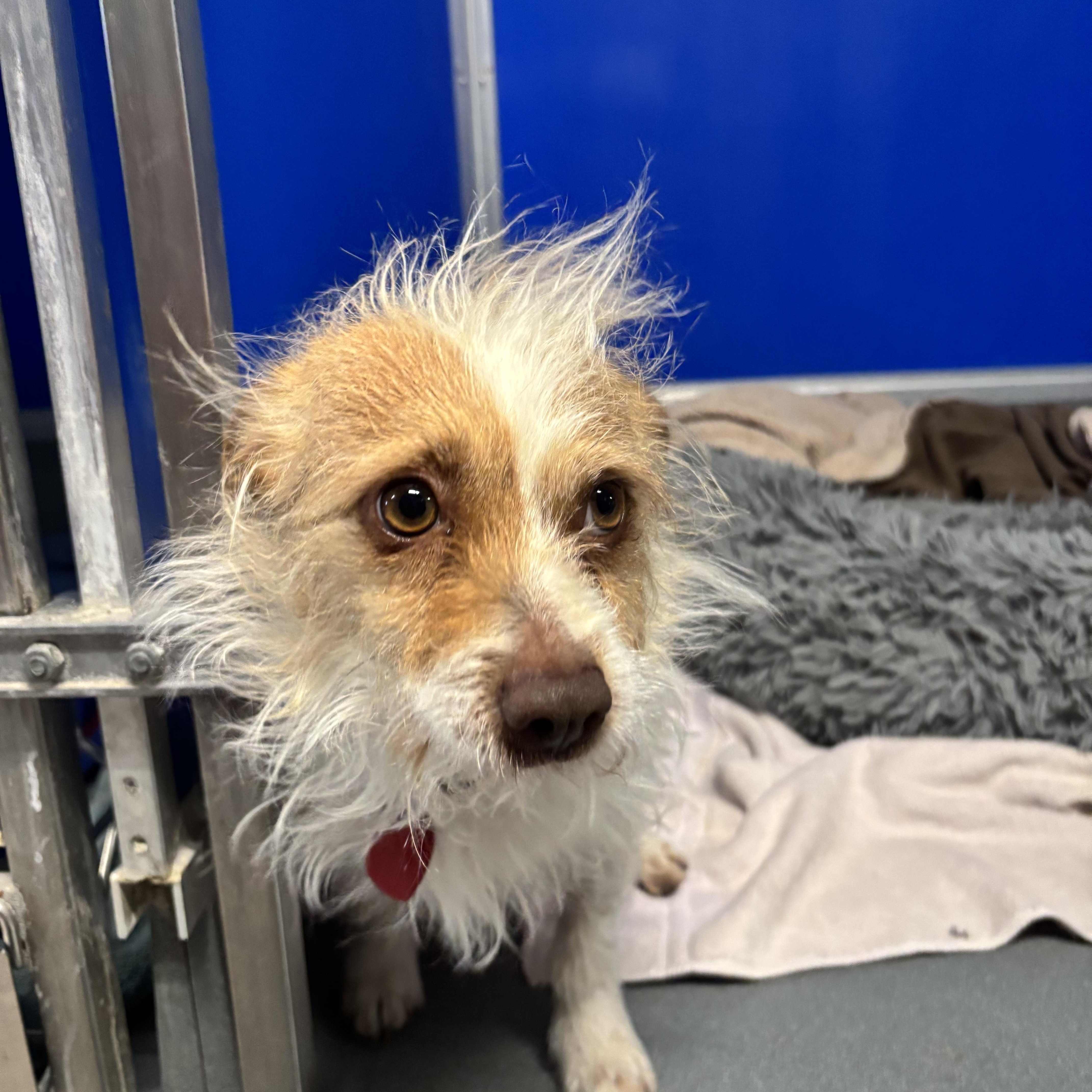 Enlarge Vogue, a ADOPTABLE mixed breed in Phoenix, AZ image 2/5