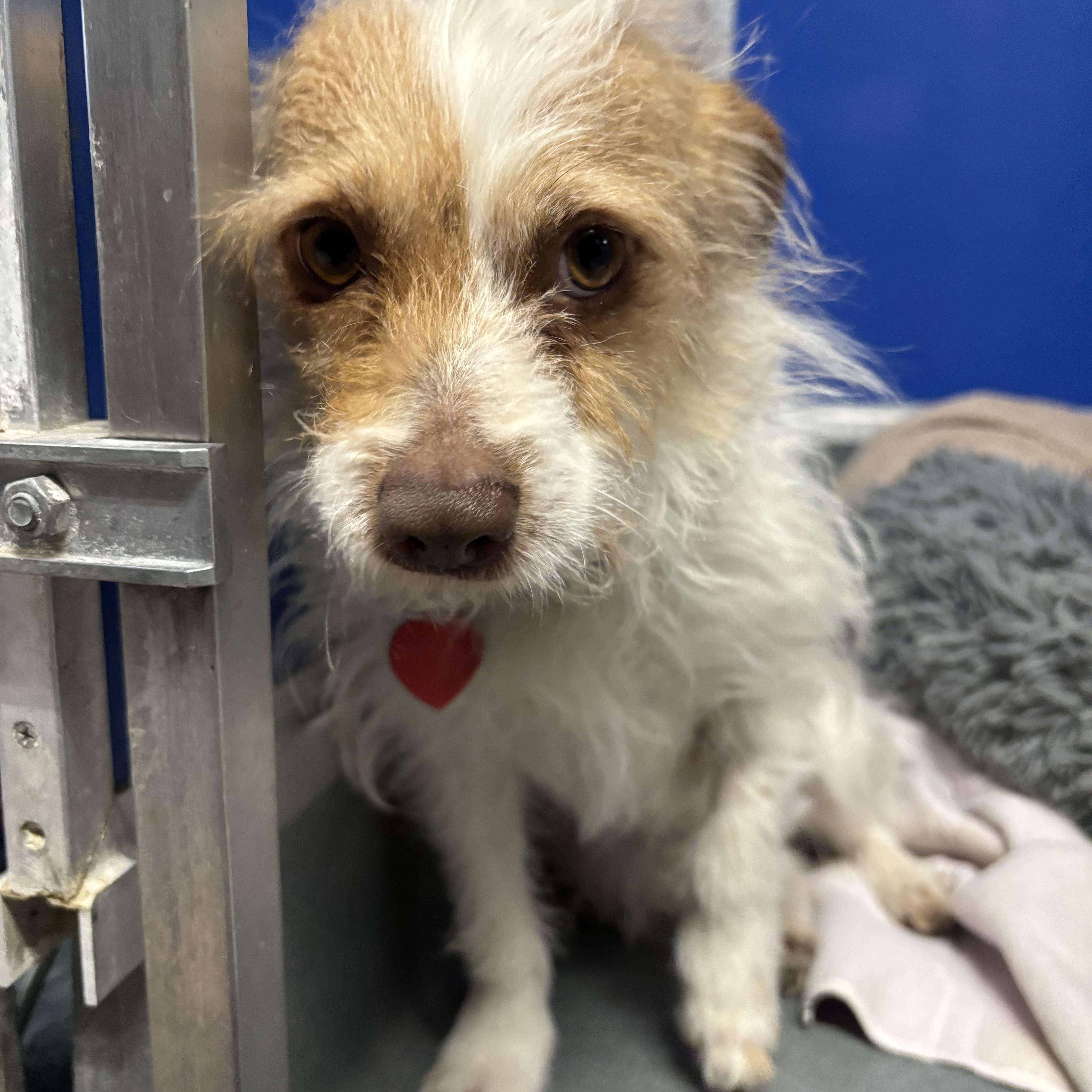 Enlarge Vogue, a ADOPTABLE mixed breed in Phoenix, AZ image 5/5