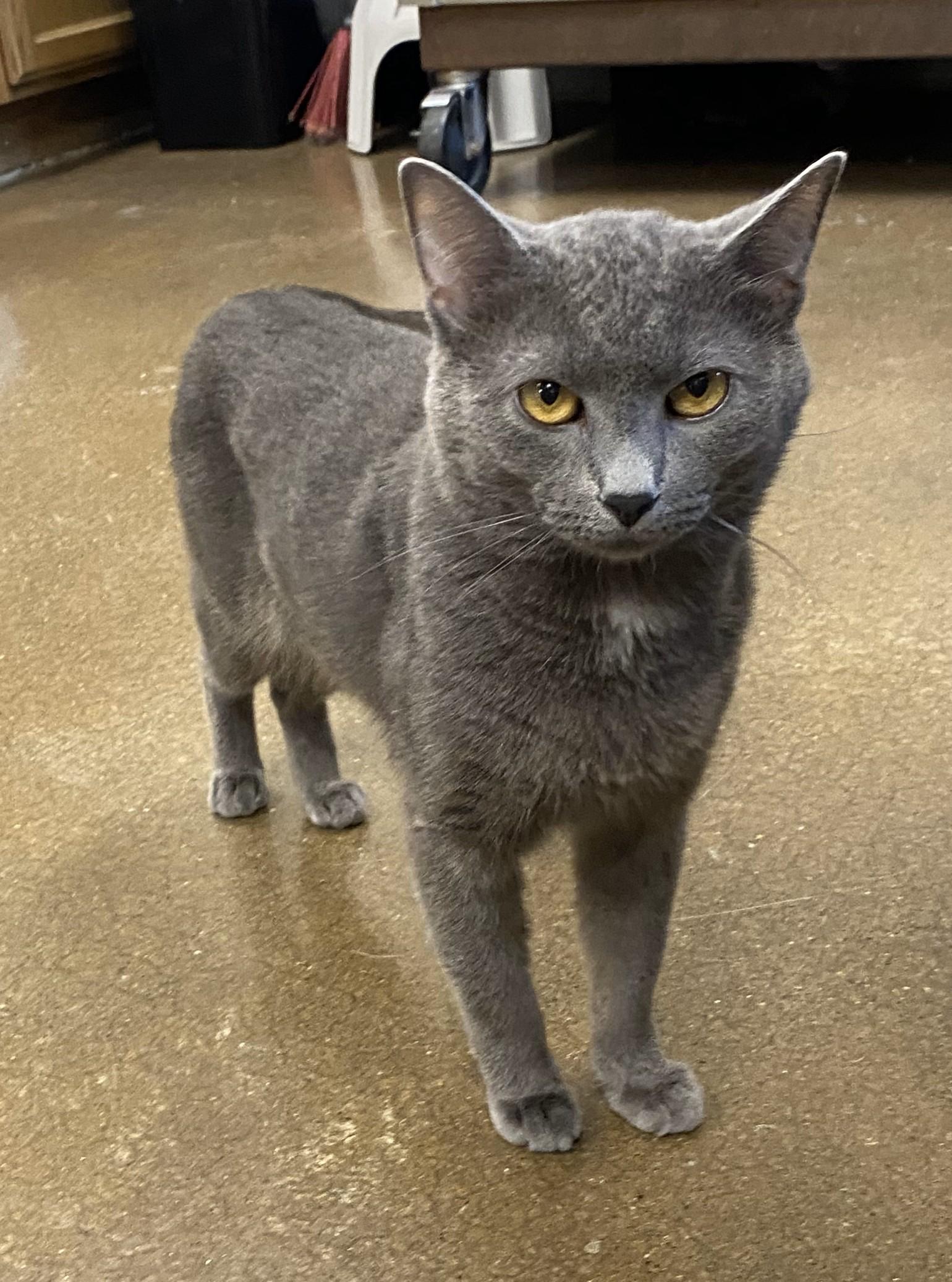 Twilight, an adoptable Domestic Short Hair in Normal, IL_image-1