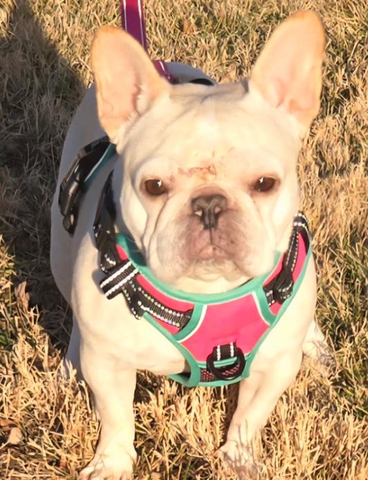 Kennedy, a ADOPTABLE French Bulldog in Omaha, NE image 1/2
