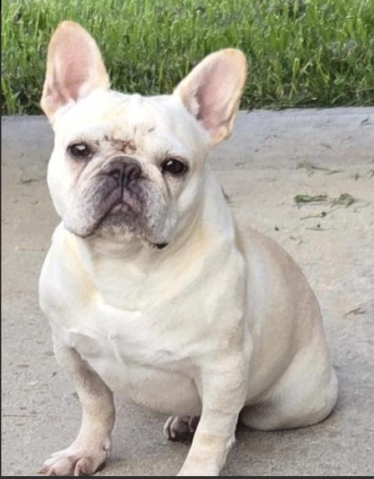 Kennedy, a ADOPTABLE French Bulldog in Omaha, NE image 2/2