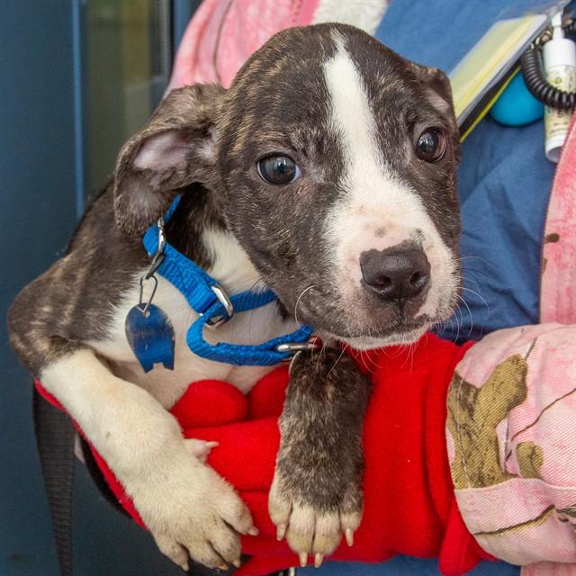 Enlarge WAZOWSKI, a Adoptable mixed breed in St. Louis, MO image 1/1