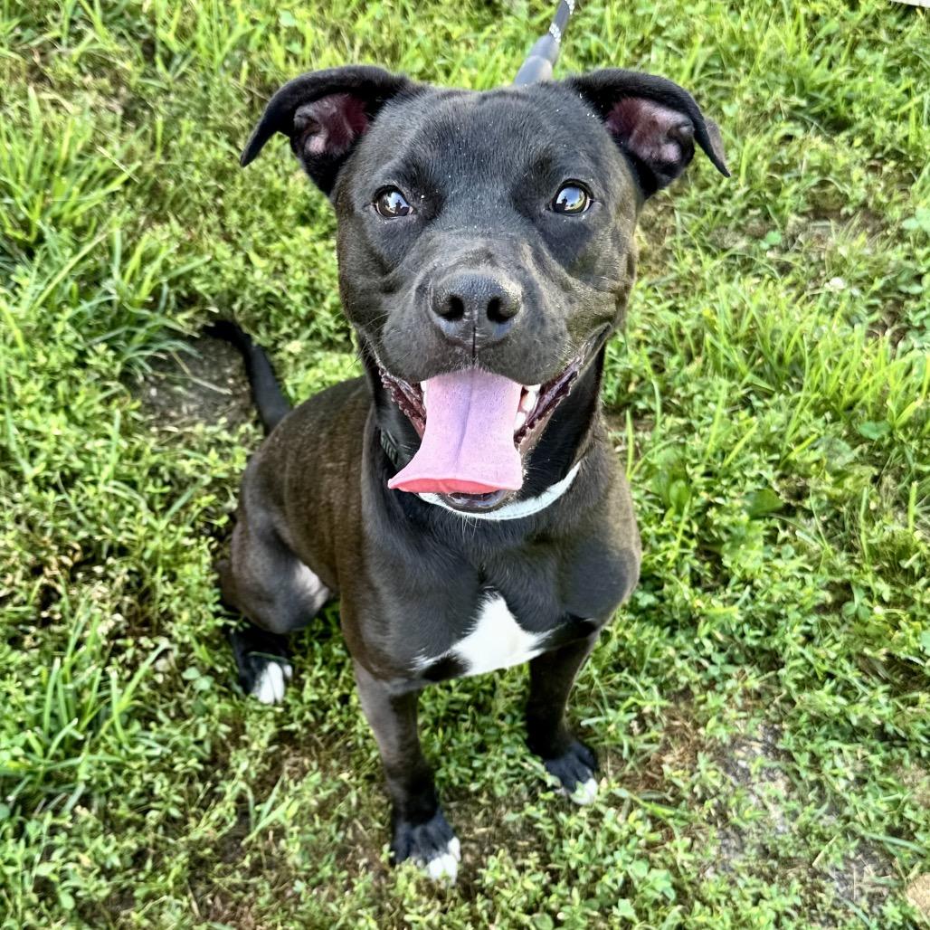 Rojo PR Crate, Adoptable, Young Male Mixed Breed.