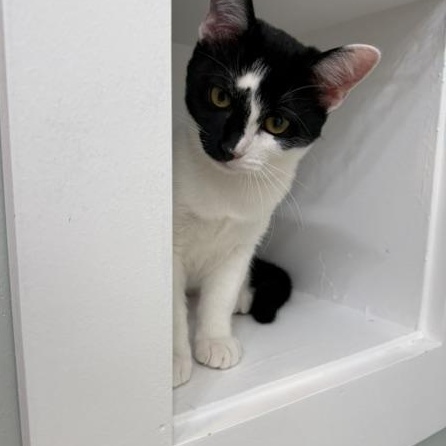 Enlarge Ella (and Tito), a ADOPTABLE Domestic Short Hair in Lynchburg, VA image 2/5