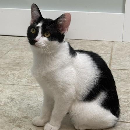 Ella (and Tito), ADOPTABLE, Kitten Female Domestic Short Hair.